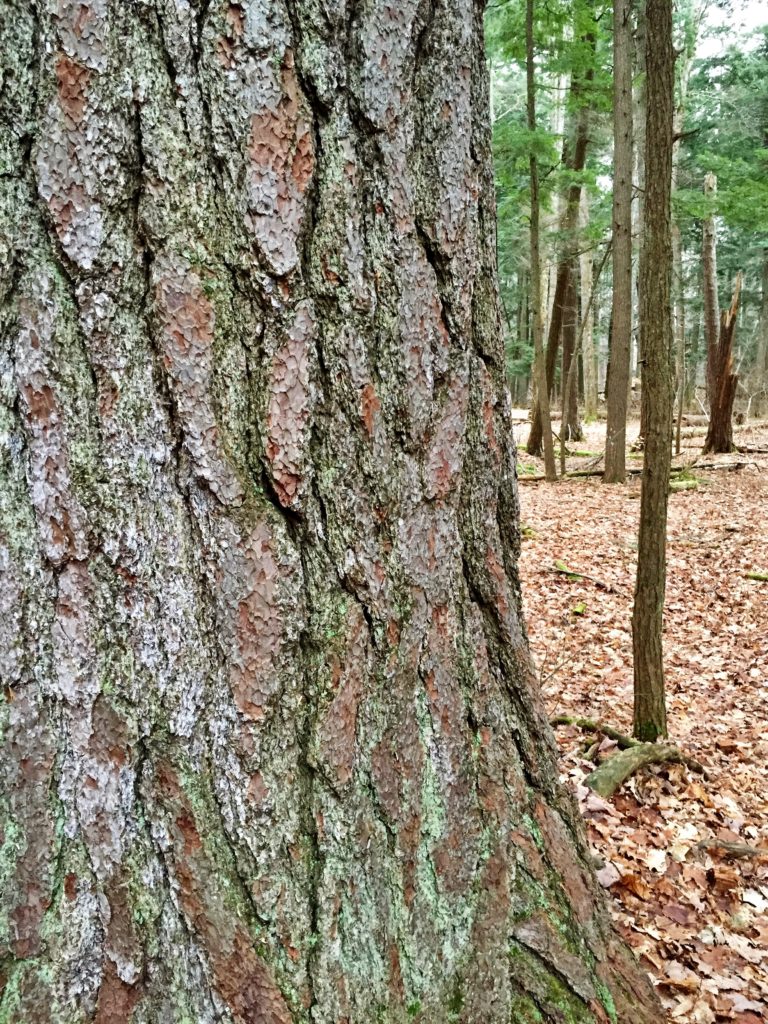 Where to Find Old-Growth Trees in Michigan - Christine Bedenis